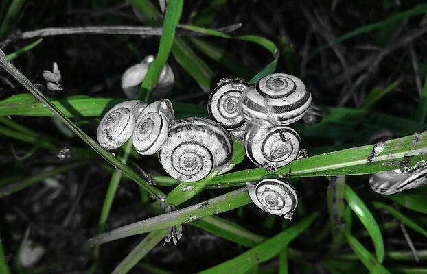 Photograph - Grove Snail Group In The Grass - Black And White With Isolated Green Color Photo by Nicko Prints