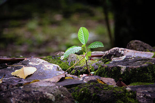 Rock Wall Art featuring the photograph Growing In Rock by Craig A Walker