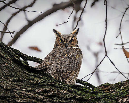 Large Photograph - Grumpus by James Overesch