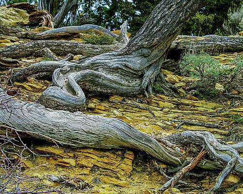 Desert Photograph - Guadalupe National Park Texas by Tommy Farnsworth