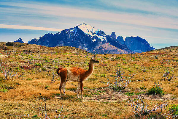 Mountain Photograph - Guanoco In Patagonia by Bruce Block