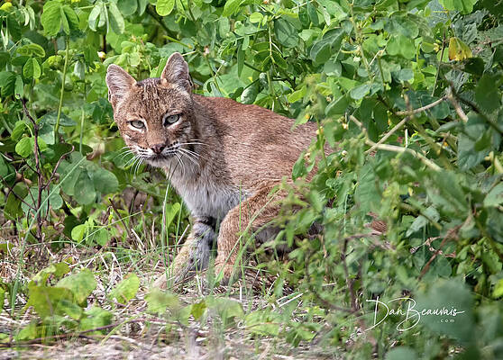 Wildlife Photograph - Guarded Bobcat 5416 by Dan Beauvais