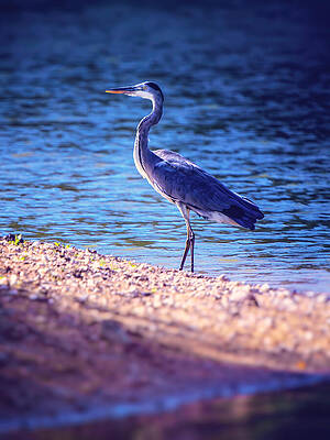 Photograph - Guardian Of The Shore by Jaroslav Buna