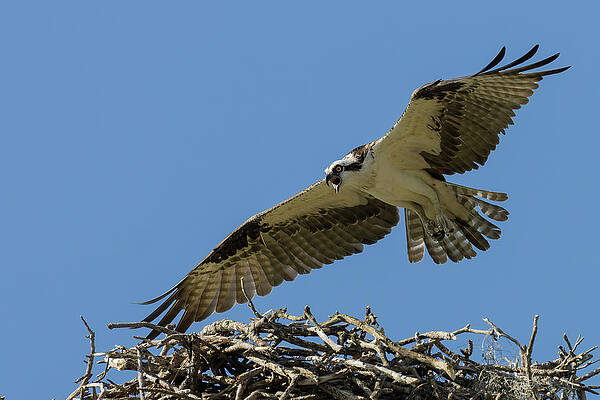 Florida Photograph - Guardian by RD Allen