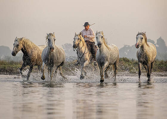 Saltwater Rider Print