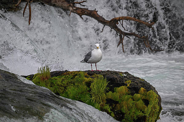 Wall Art featuring the photograph Gull by Harry Banks