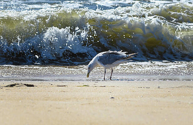 Wall Art featuring the photograph Gull In The Surf by Steven Nelson
