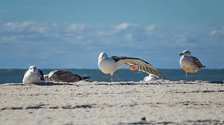 Photograph - Gull Yoga by Steven Nelson