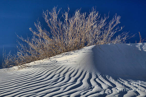 Mountain Wall Art featuring the photograph Gypsum Dune Plants by Adam Jewell