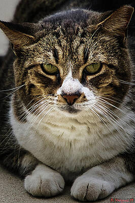 Dog Photograph - Gypsy The Loaner by Rene Vasquez
