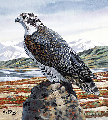 Animal Wall Art featuring the painting Gyrfalcon by Don Balke