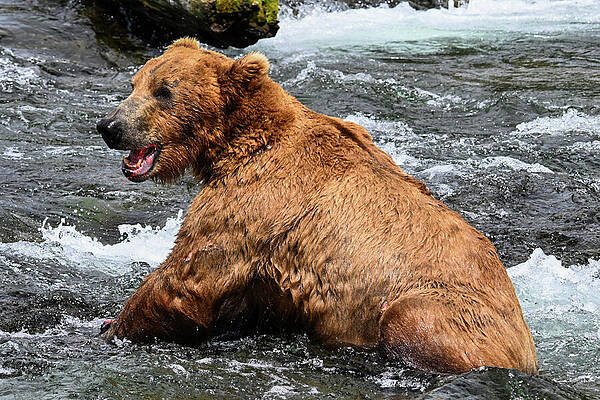 Wall Art featuring the photograph Ha Ha by Harry Banks