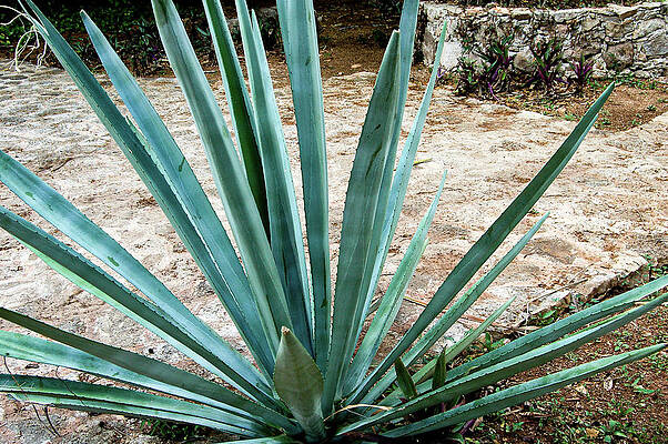 Mexico Photograph - Hacienda Ochil Agave by William Scott Koenig
