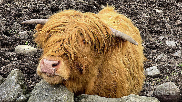 Scotland Wall Art featuring the photograph Hairy Highland Coo - Loch Ness, Scotland by Jeff Saunders
