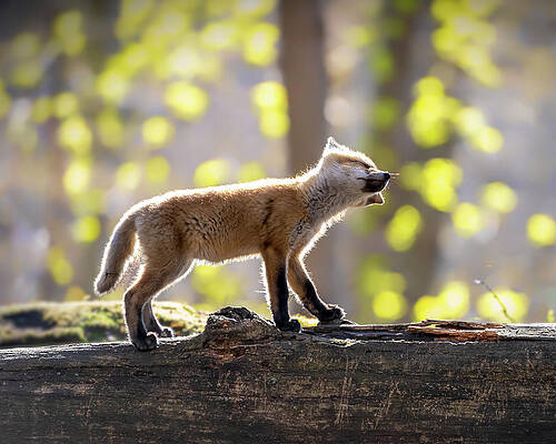 Country Wall Art featuring the photograph Hakuna Matata by James Overesch