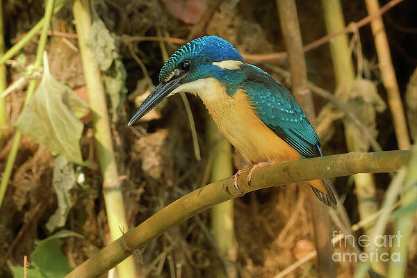 Colorful Kingfisher Perched on a Branch Photograph