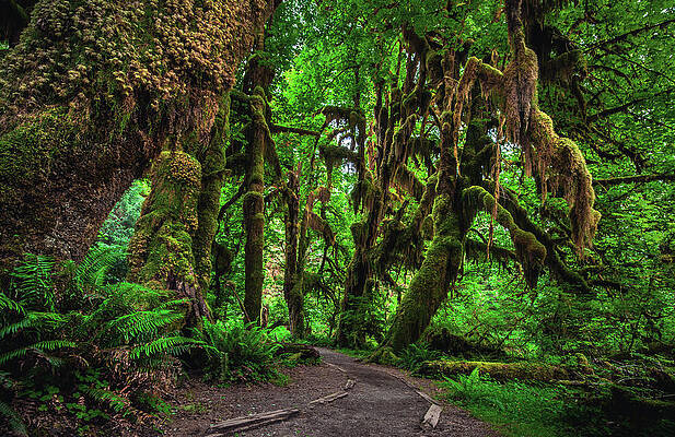 Moody Photograph - Hall Of Mosses Trail - Hoh Rainforest, Washington State by Abbie Warnock