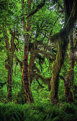 Moody Photograph - Hall Of Mosses Trail - Hoh Rainforest, Washington State - Vertical by Abbie Warnock