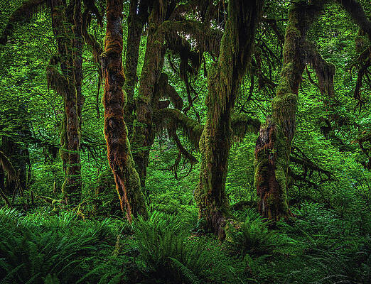 Moody Photograph - Hall Of Mosses Trunks 2 - Hoh Rainforest, Washington State by Abbie Warnock