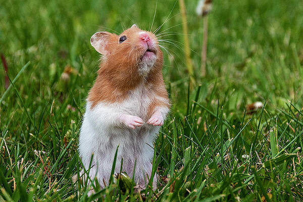 Wildlife Photograph - Hamster Standing In Grass Looking Up by John Twynam