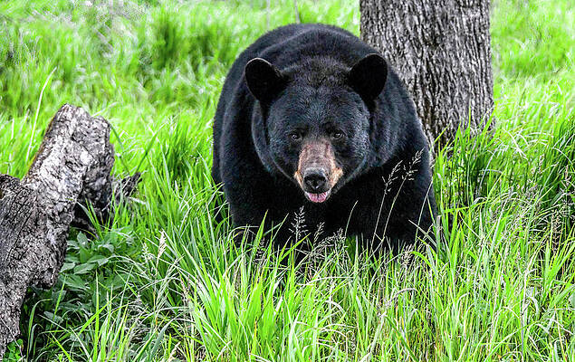 Wall Art featuring the photograph Handsome Fellow, Black Bear Portrait by Marcy Wielfaert