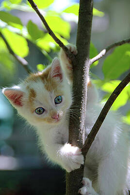 Animal Wall Art featuring the photograph Hang On There by Matt Halvorson
