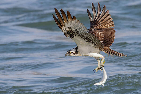 Florida Photograph - Hangin' By One V2 by RD Allen