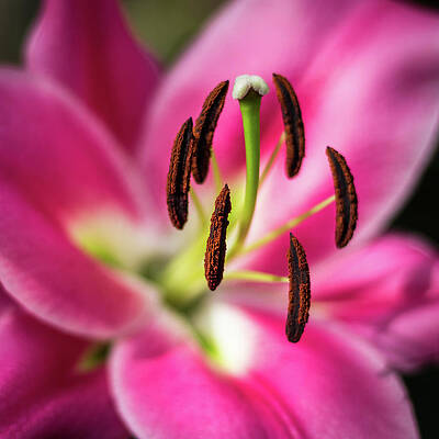 Flower Wall Art featuring the photograph Hanging In There by Elvira Peretsman