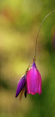 Bloom Wall Art featuring the photograph Hanging by Mary Jo Allen