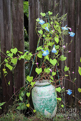 Natural Photograph - Hanging Out The Hearts by D Lee
