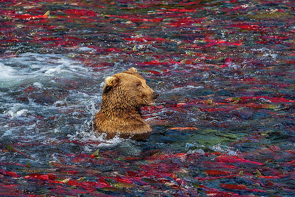 Bear Swimming Amidst Salmon Run Wall Art