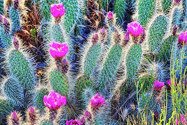Natural Photograph - Happy Desert May Flowers by Tatiana Travelways