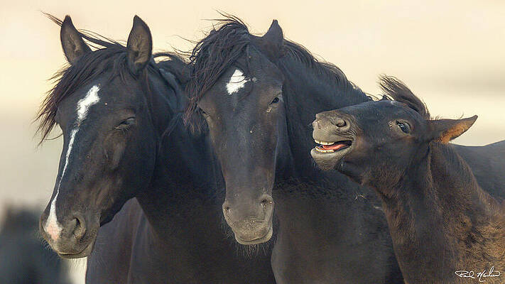 Arizona Photograph - Happy Foal. by Paul Martin