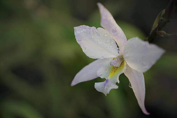 Hawaii Wall Art featuring the photograph Happy Orchid In Morning Dew by Nancy Gleason