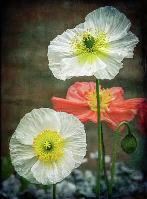 Flower Wall Art featuring the photograph Happy Poppies by Elvira Peretsman
