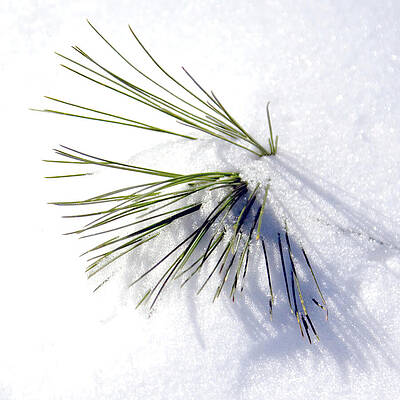 Winter Wall Art featuring the photograph Happy Shiny Winter Day by Tatiana Travelways