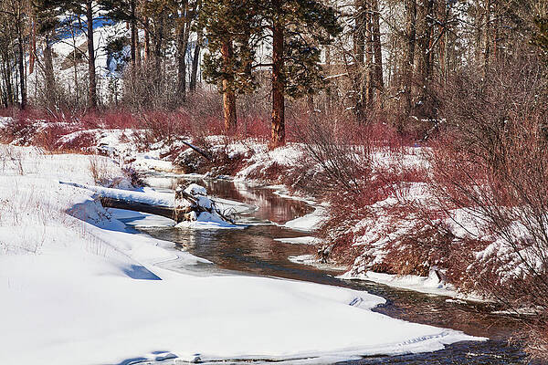 Wall Art featuring the photograph Happy Snowy Creek, Montana by Tatiana Travelways