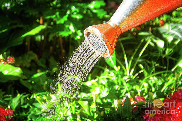 Spring Photograph - Happy Spring Watering Day by Tatiana Travelways