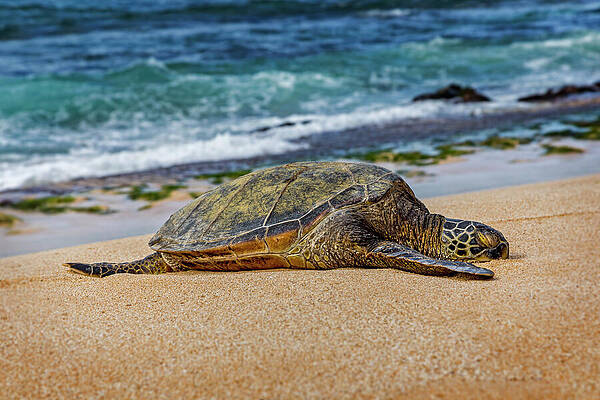 Green Wall Art featuring the photograph Hard Day's Nap by Kelley King