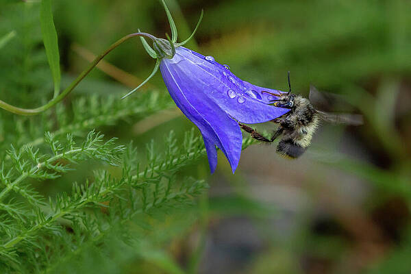 Wall Art featuring the photograph Harebell Flower And Bumble Bee by Nancy Gleason
