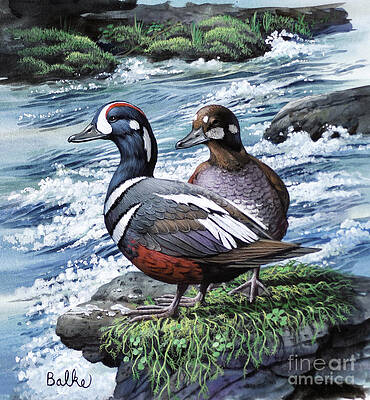 Harlequin Duck Print