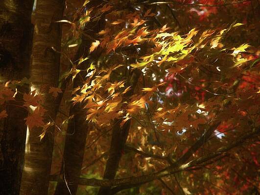 Wall Art featuring the photograph Sun-kissed Leaves Of Autumn by Dodie Ross