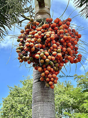 Nature Wall Art featuring the photograph Harmony In Duality Florida Joy by Rafael Salazar
