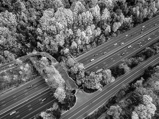Harmony With Nature Nj Ii Bw Print