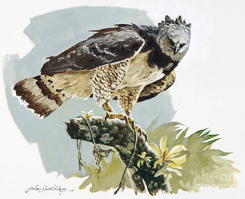 Nature Wall Art featuring the painting Harpy Eagle II by John Swatsley