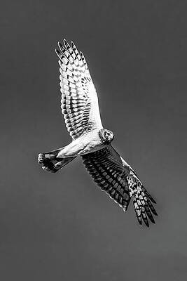 Wall Art featuring the photograph Harrier 16B by Sally Fuller