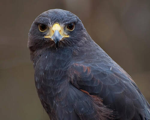 Wall Art featuring the photograph Harris Hawk by Flees Photos