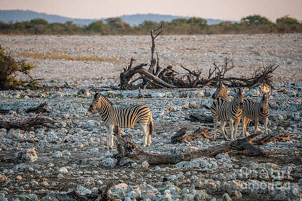 Landscape Photograph - Hartmann Zebras At Sunset Nearby The Okaukuejo Waterhole, Wildli by Sami Sarkis Photography