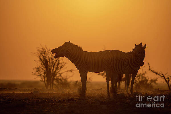 Landscape Photograph - Hartmanns Zebra At Sunrise In Etosha National Park, Namibia by Sami Sarkis Photography