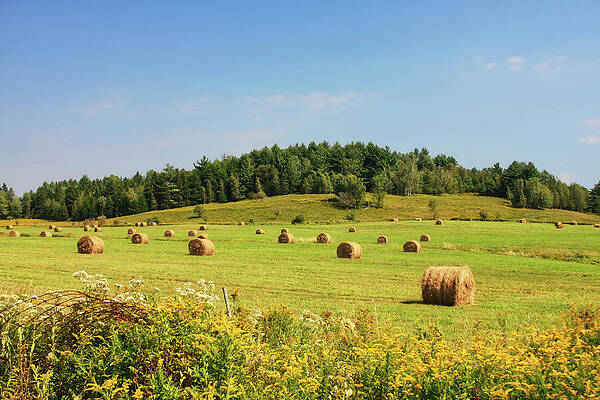 Sunlit Hayfield in Summer Wall Art
